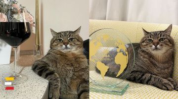 Ukrainas kaķis STEPANS saņēmis starptautisko influenceru balvu