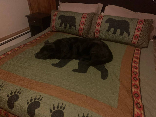 Uzmanību, gultā lācis…suns?